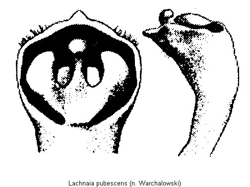 lachnaia_pubescens.gif