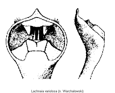 lachnaia_variolosa.gif