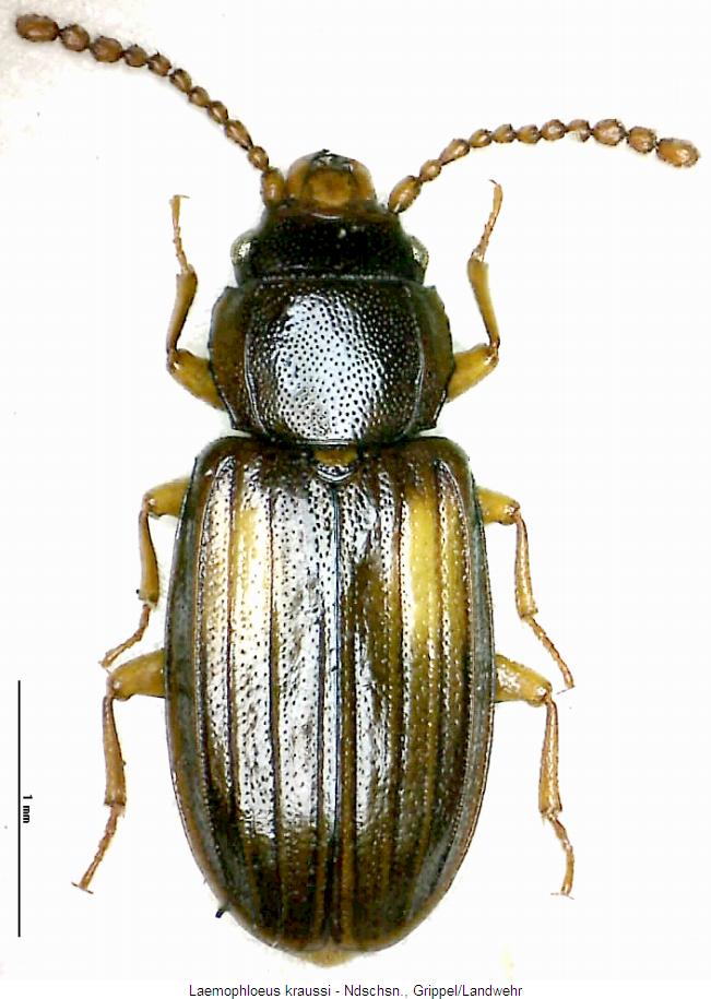 laemophloeus_kraussi_hab.jpg
