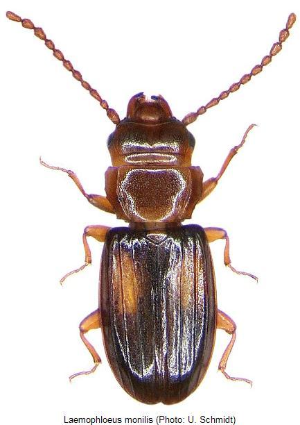 laemophloeus_monilis_hab.jpg
