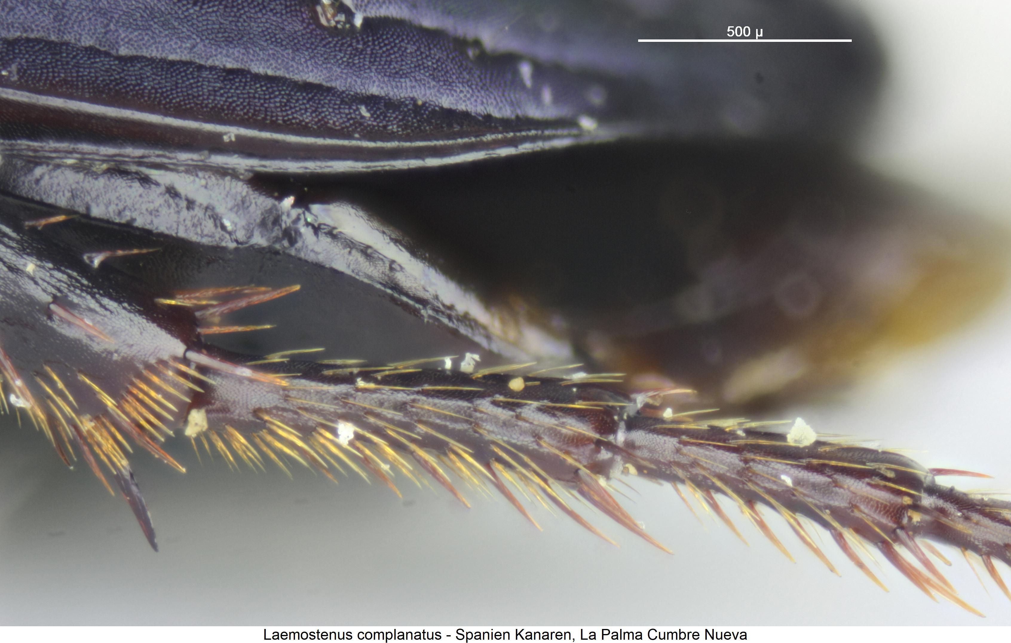 laemostenus_complanatus_htr.jpg
