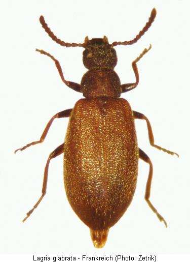 lagria_glabrata_hab.jpg