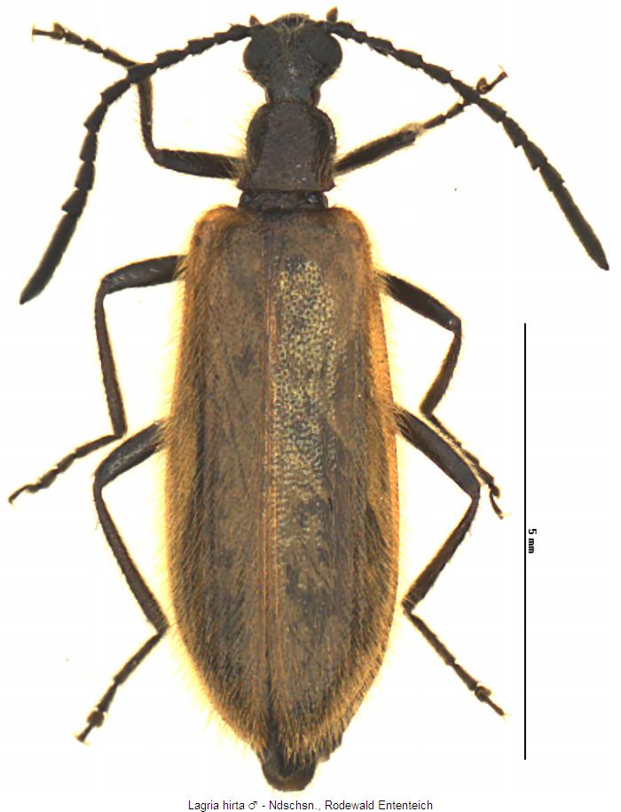 lagria_hirta_mhab.jpg
