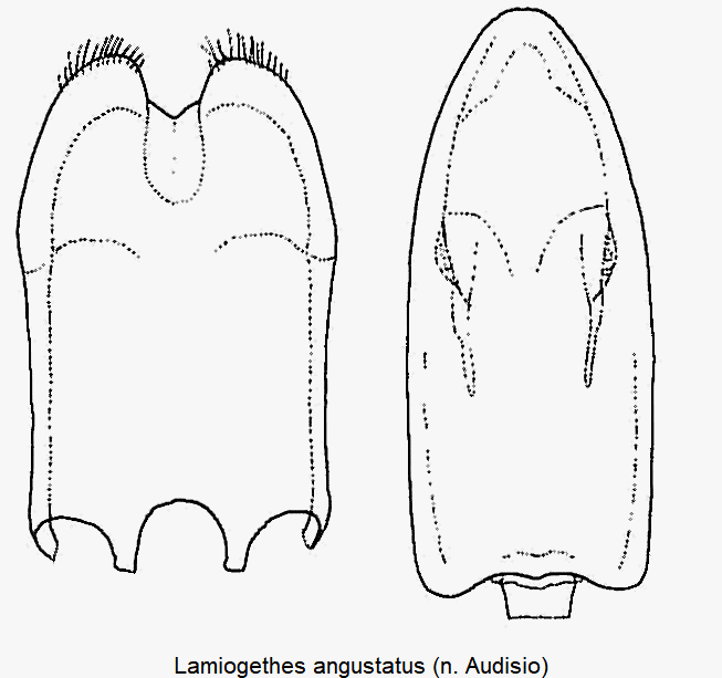 lamiogethes_angustatus.gif