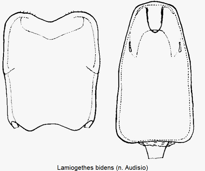 lamiogethes_bidens.gif