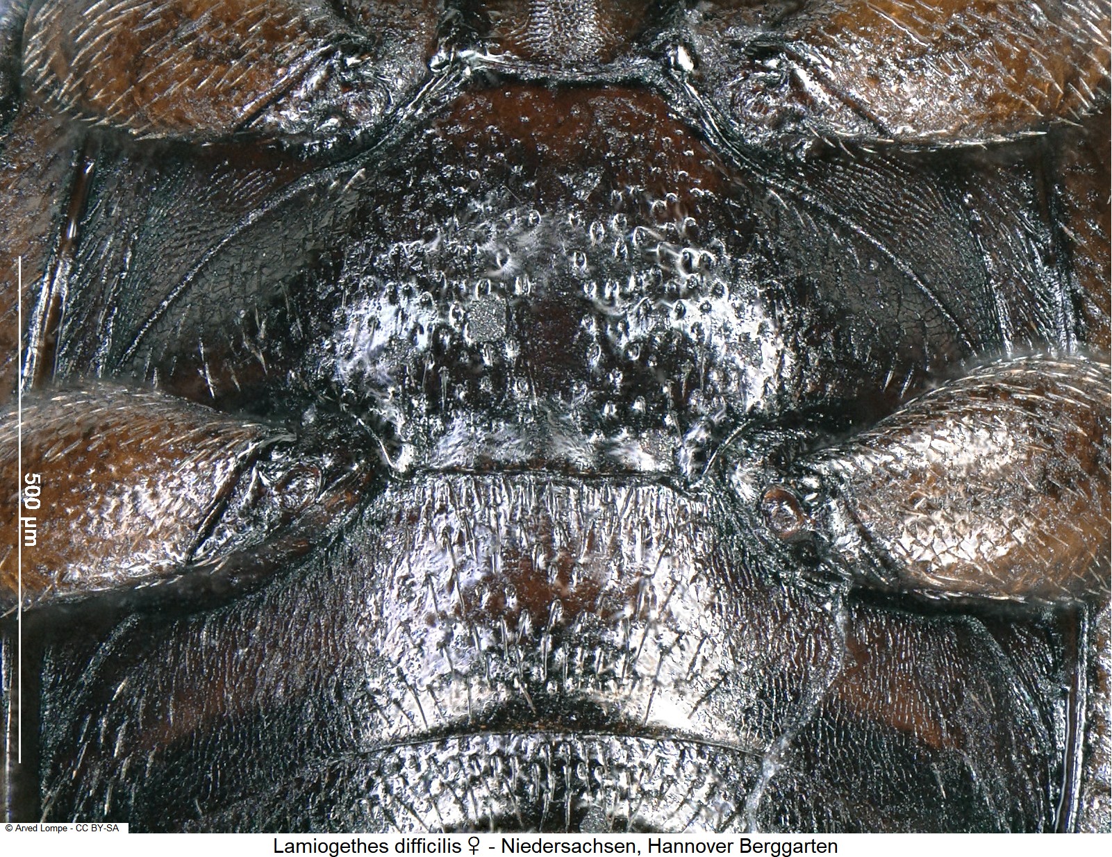 lamiogethes_difficilis_w_ck29680306.jpg