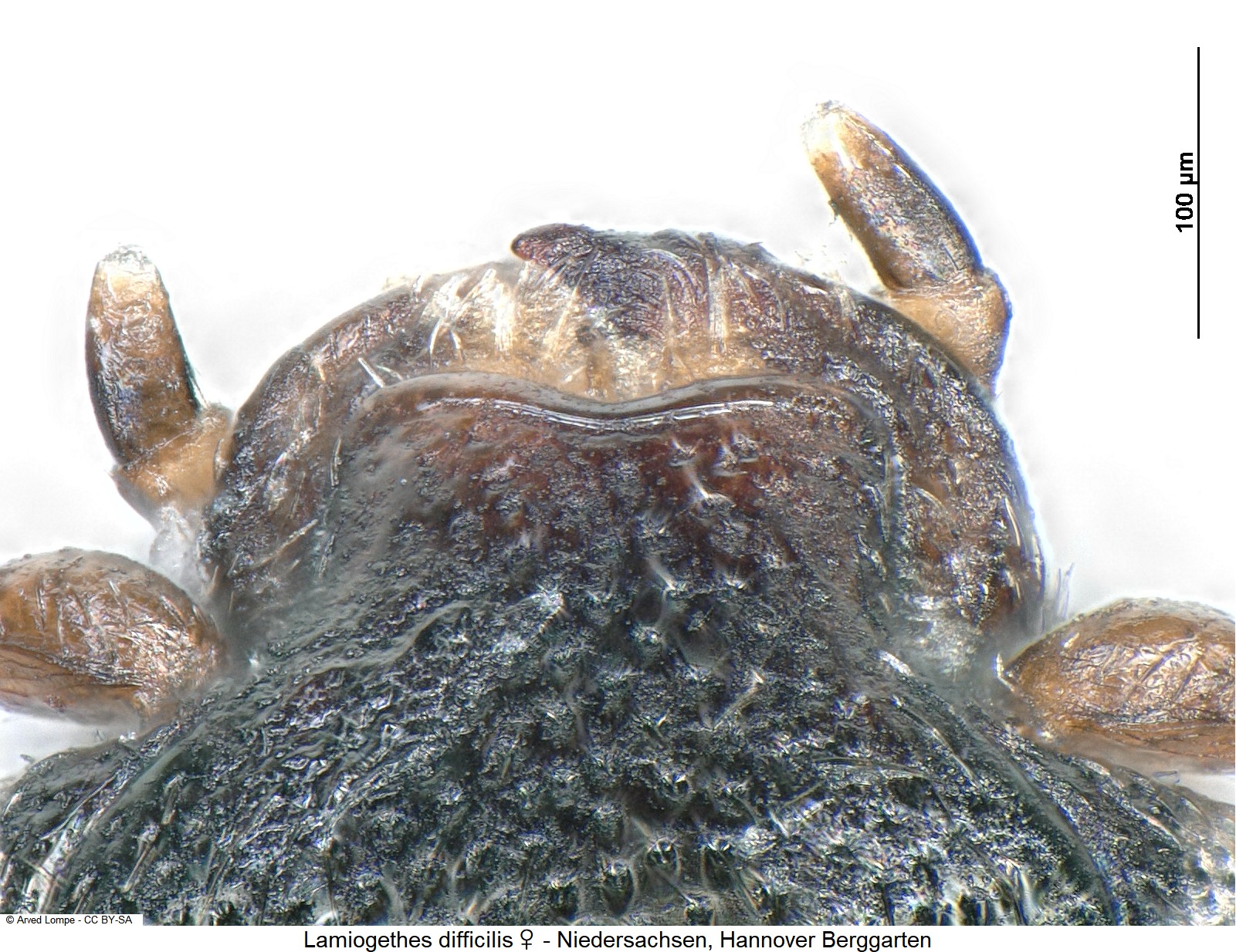 lamiogethes_difficilis_w_ck29680306_ol.jpg