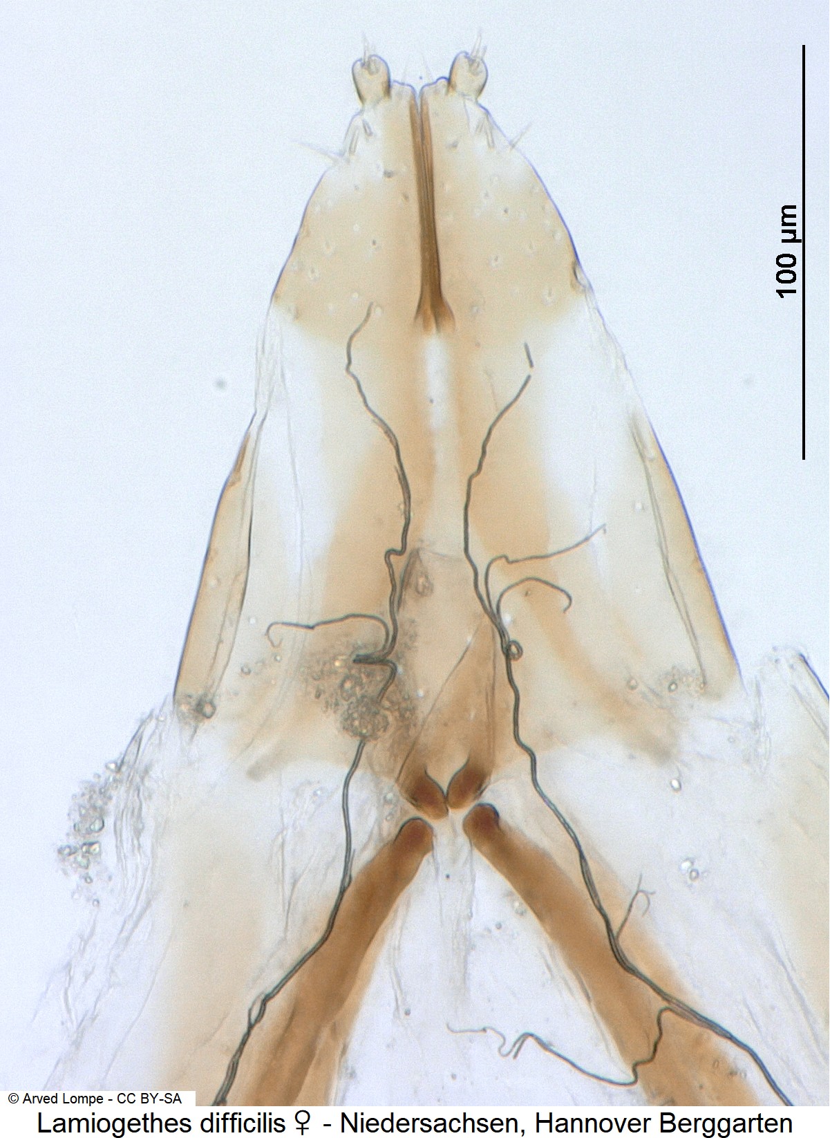 lamiogethes_difficilis_w_ck29680306_ovi-1.jpg