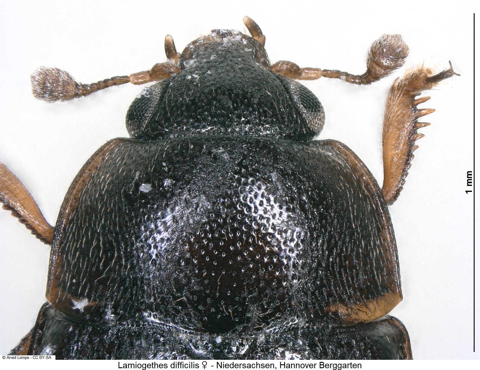 lamiogethes_difficilis_w_ck29680306_vk.jpg