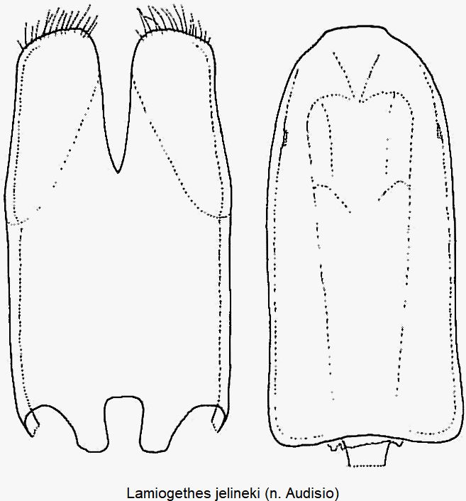 lamiogethes_jelineki.gif
