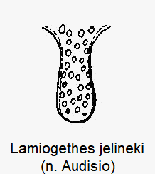 lamiogethes_jelineki_vbr.gif