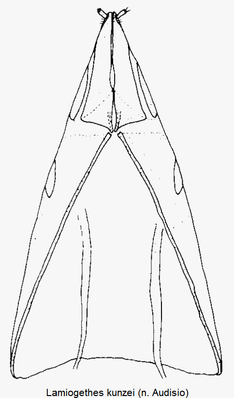 lamiogethes_kunzei_ovi.gif