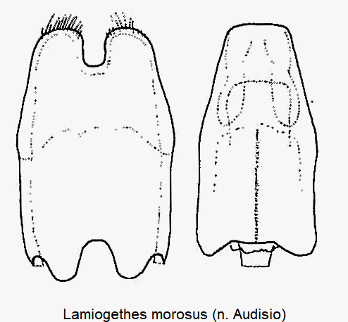 lamiogethes_morosus.gif