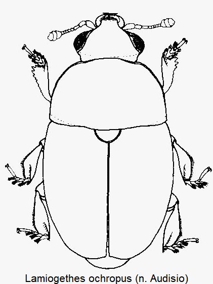 lamiogethes_ochropus_hab.gif