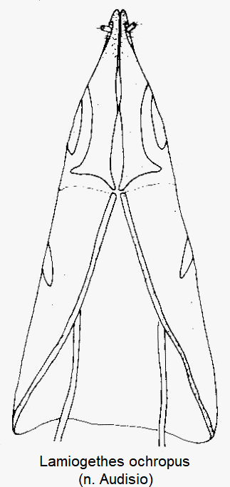 lamiogethes_ochropus_ovi.gif