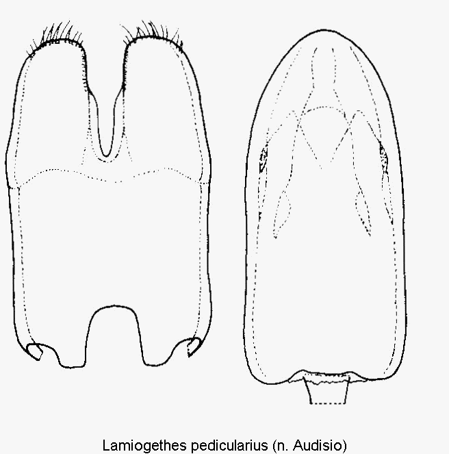 lamiogethes_pedicularius.gif