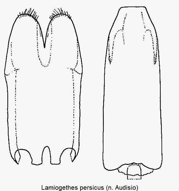 lamiogethes_persicus.gif