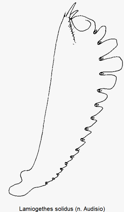 lamiogethes_solidus_vschn.gif