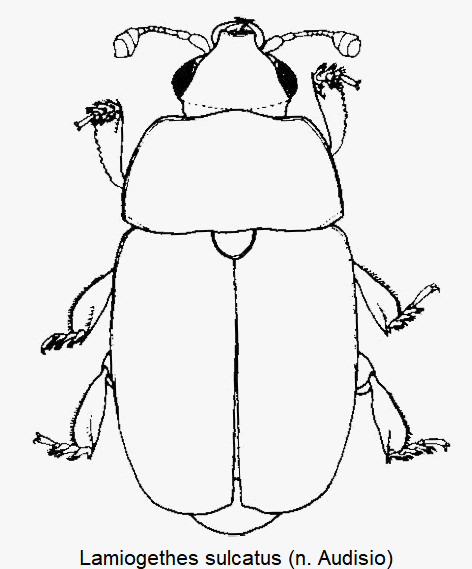 lamiogethes_sulcatus_hab.gif