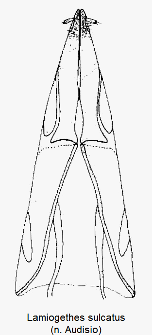 lamiogethes_sulcatus_ovi.gif