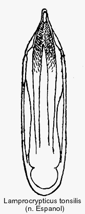 lamprocrypticus_tonsilis_aed.gif