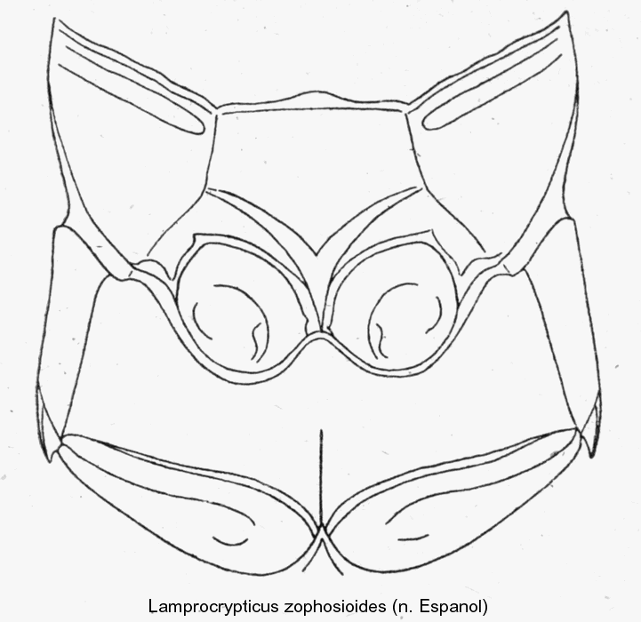 lamprocrypticus_zophosioides_mesost.gif