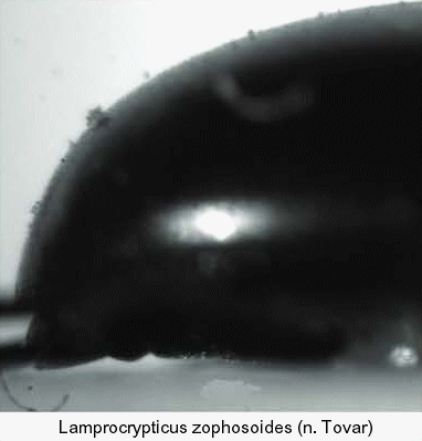 lamprocrypticus_zophosoides_apex.gif