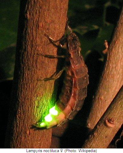 lampyris_noctiluca_hab.jpg