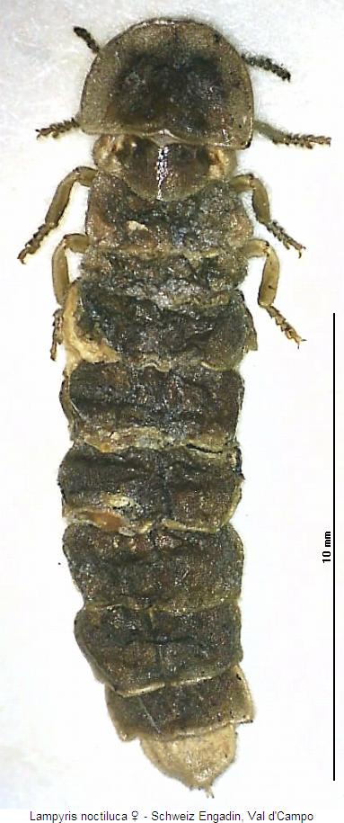 lampyris_noctiluca_w_hab.jpg