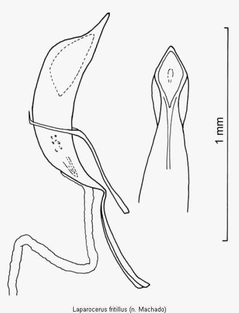 laparocerus_fritillus.gif