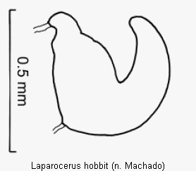 laparocerus_hobbit_sperm.gif