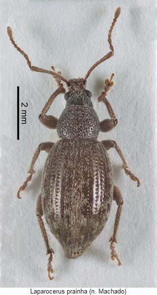 laparocerus_prainha_hab.jpg