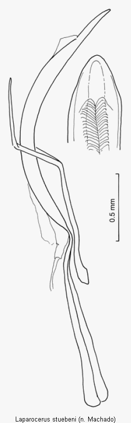 laparocerus_stuebeni.gif