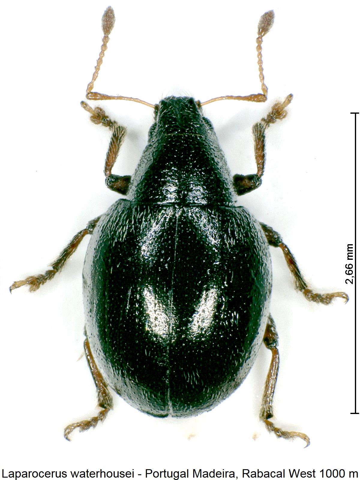 laparocerus_waterhousei_hab.jpg
