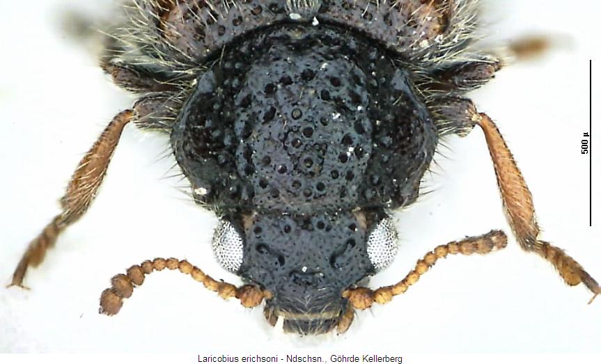 laricobius_erichsoni_vk.jpg