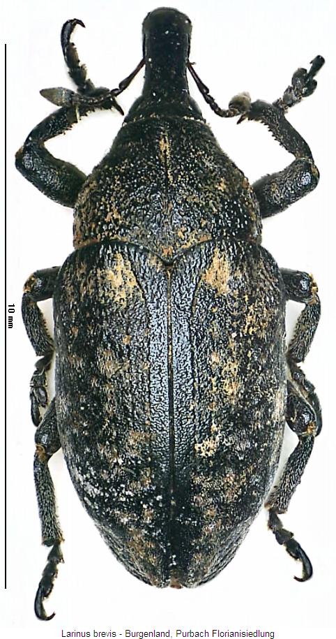 larinus_brevis_hab.jpg