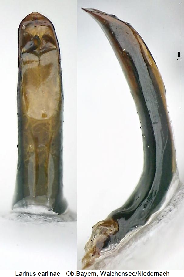 larinus_carlinae.jpg