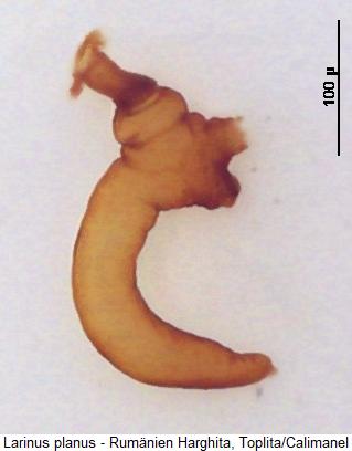 larinus_carlinae_sperm.jpg