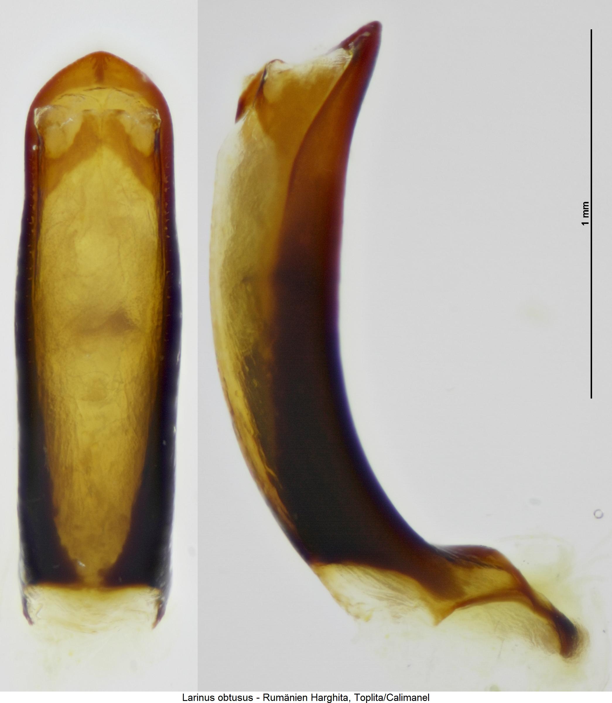 larinus_obtusus.jpg