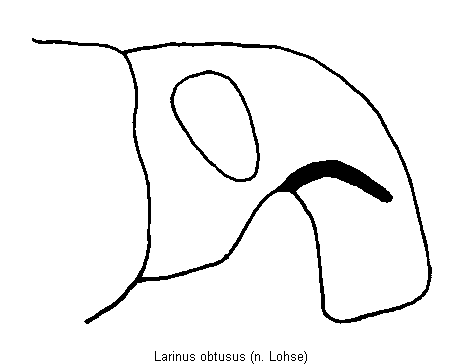 larinus_obtusus_k.gif