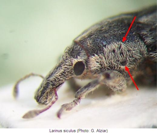 larinus_siculus_vk.jpg