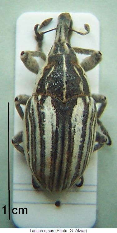 larinus_ursus_hab.jpg