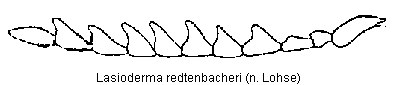 lasioderma_redtenbacheri_f.gif