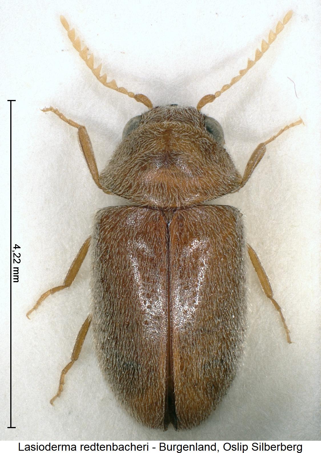 lasioderma_redtenbacheri_hab.jpg