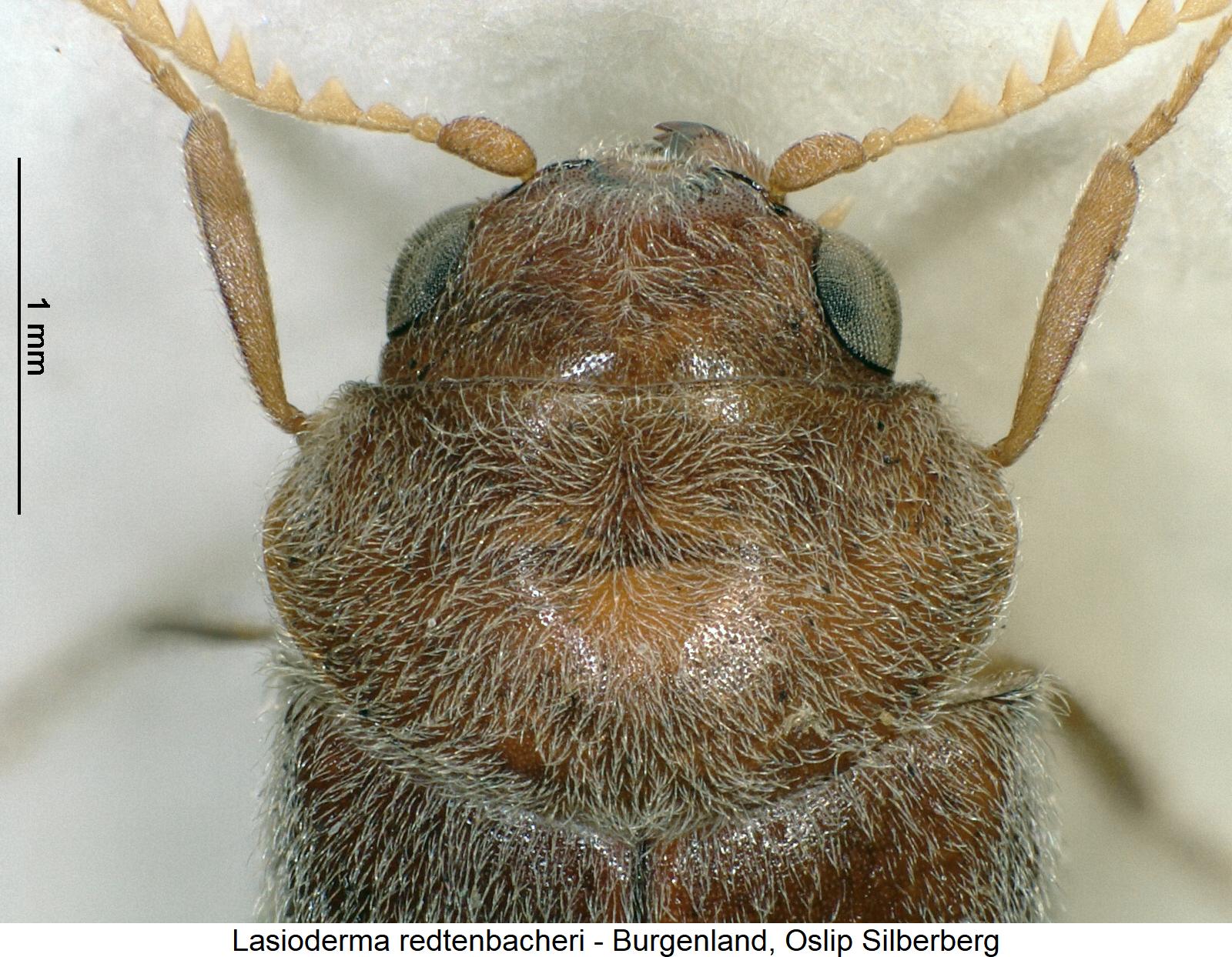 lasioderma_redtenbacheri_vk.jpg