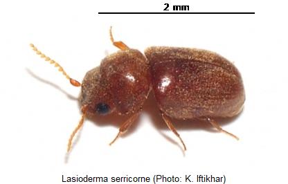 lasioderma_serricorne_hab.jpg