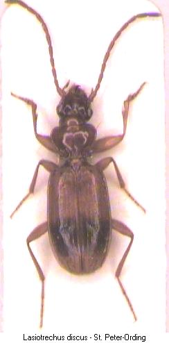 lasiotrechus_discus_hab.jpg