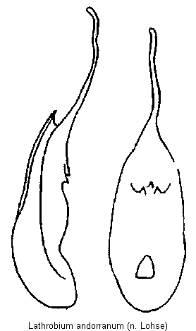 lathrobium_andorranum.gif
