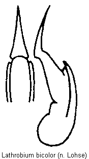 lathrobium_bicolor.gif