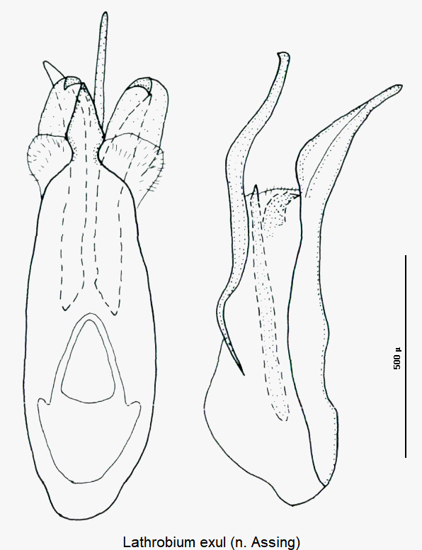 lathrobium_exul.gif